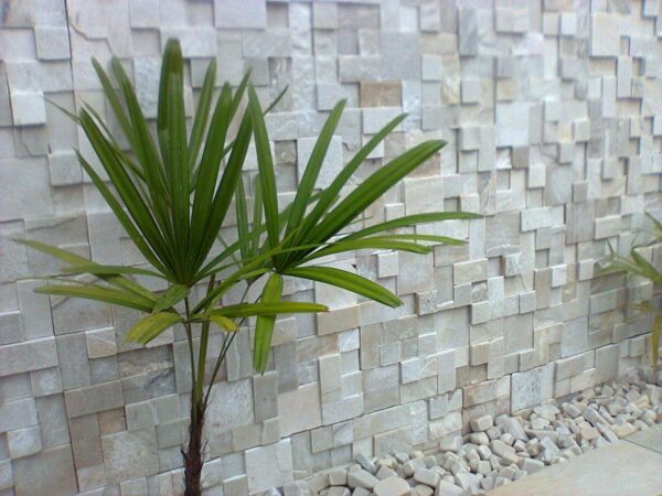 Mosaico Branco São Tomé - Image 2