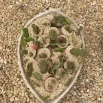 seixo-beira-rio-rose-pedras-campinas-hortolandia-indaiatuba-foto-02